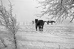 Horse in Frost