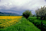 dandelions and apple tree blooms