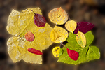 Autumn leaves in Water