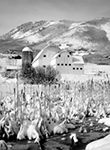 Park City Barn Utah