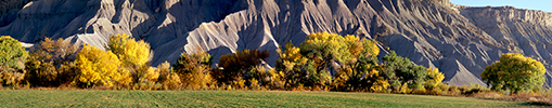 Desert Cottonwoods in Autumn, Capitol Reef Utah