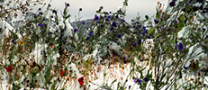 Wildflowers in Snow